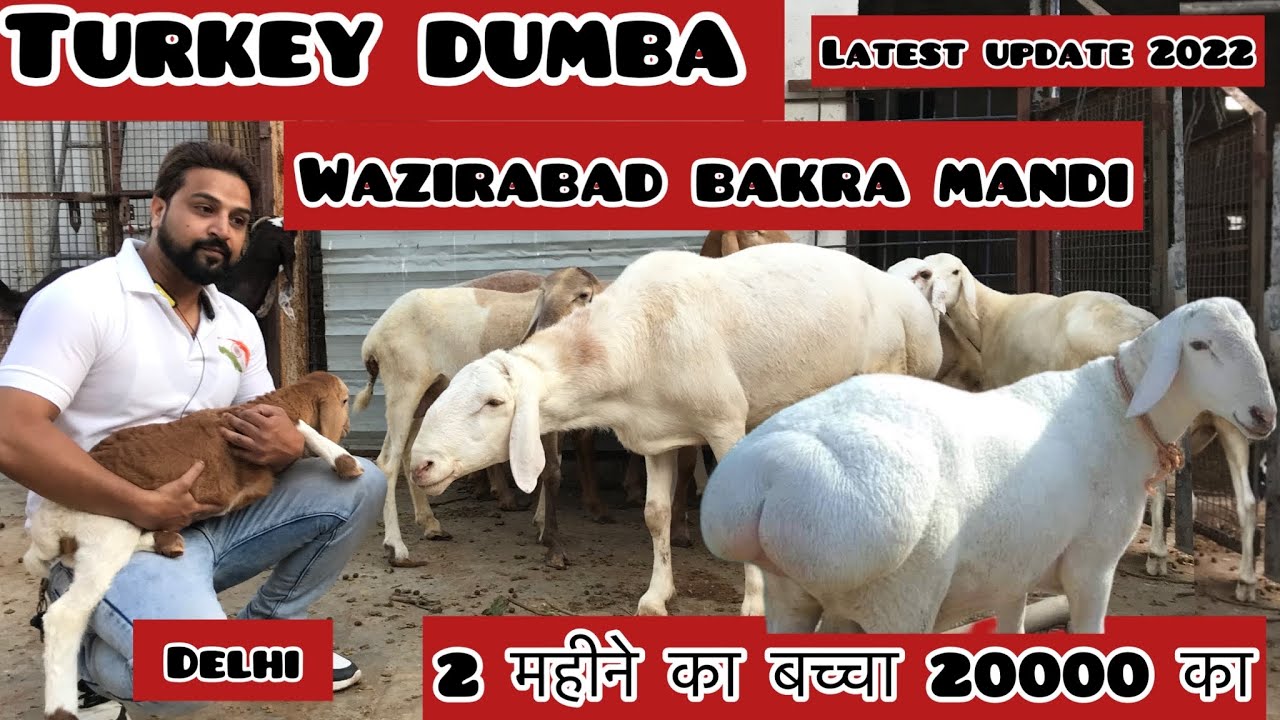 TURKEY DUMBA 😱| दिल्ली में टर्की dumba || 2 महीने का बच्चा 20000 का ||WAZIRABAD BAKRA MANDI ||