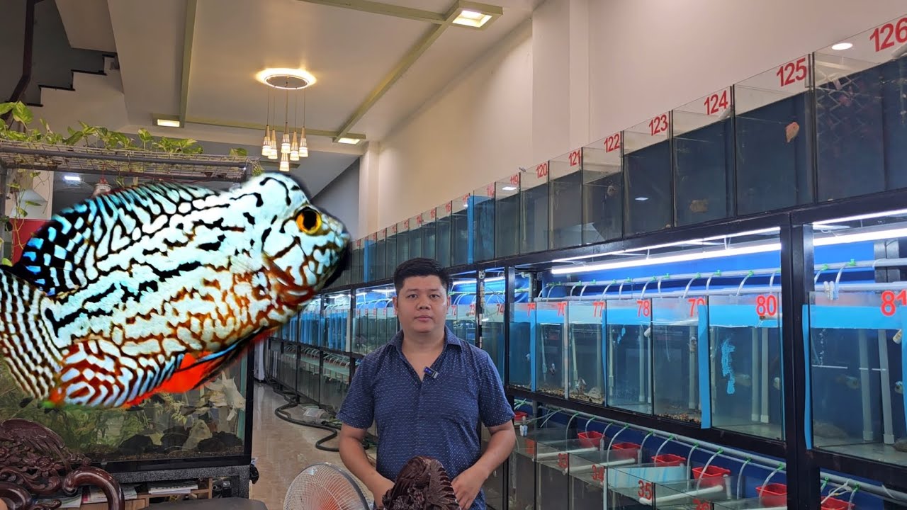 lên lô cá la hán kamfa f2 đẹp dễ chơi có những con cá la hán king kamfa vip thật sự cho anh e đam mê