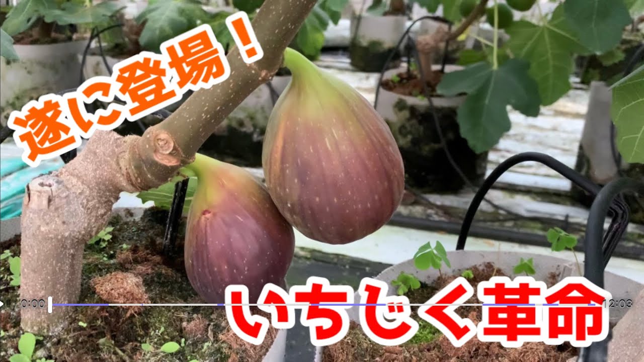 【いちじく革命】ハウスいちじくの栽培について！