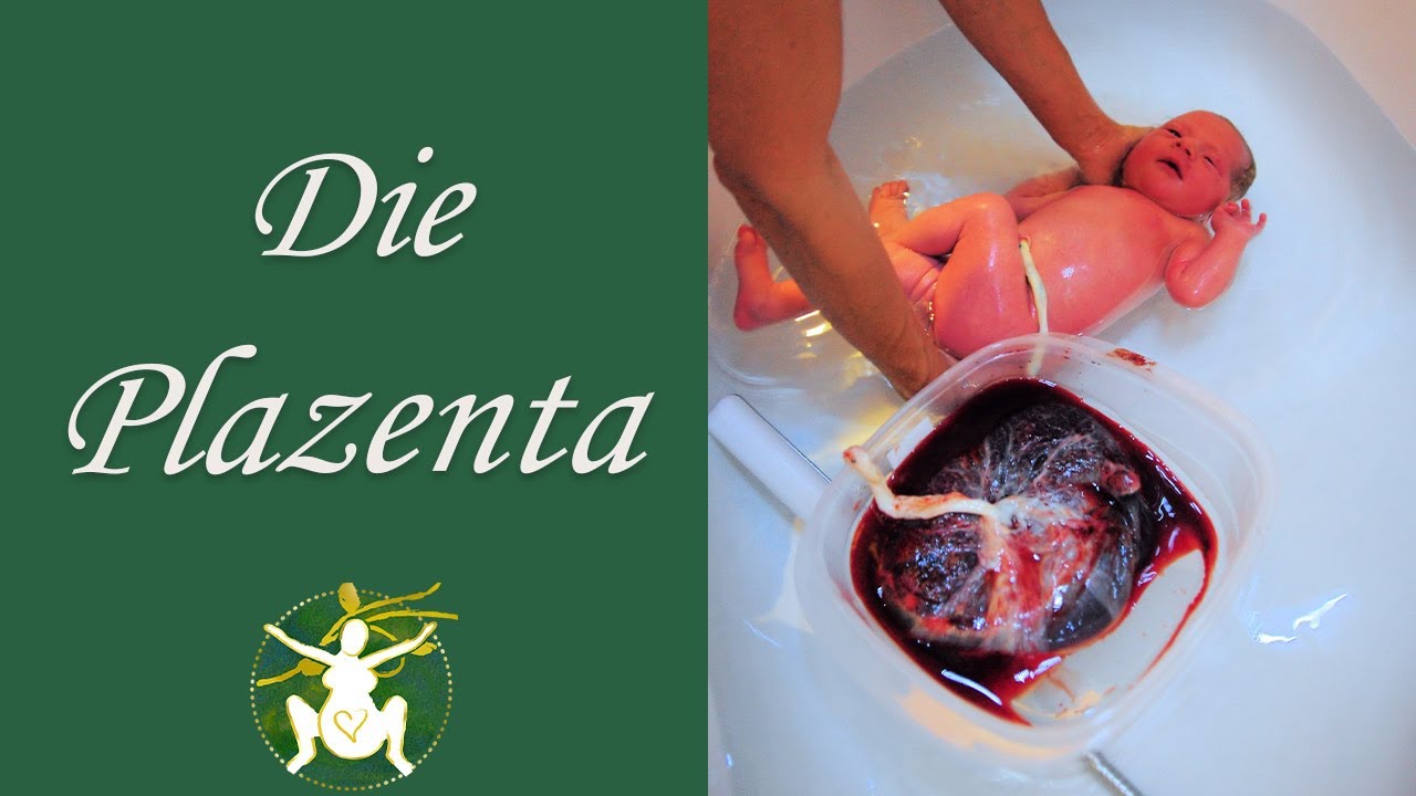 Die Plazenta | der Zwilling des Babys? | Ich zeige dir meine Plazenta nach der Hausgeburt