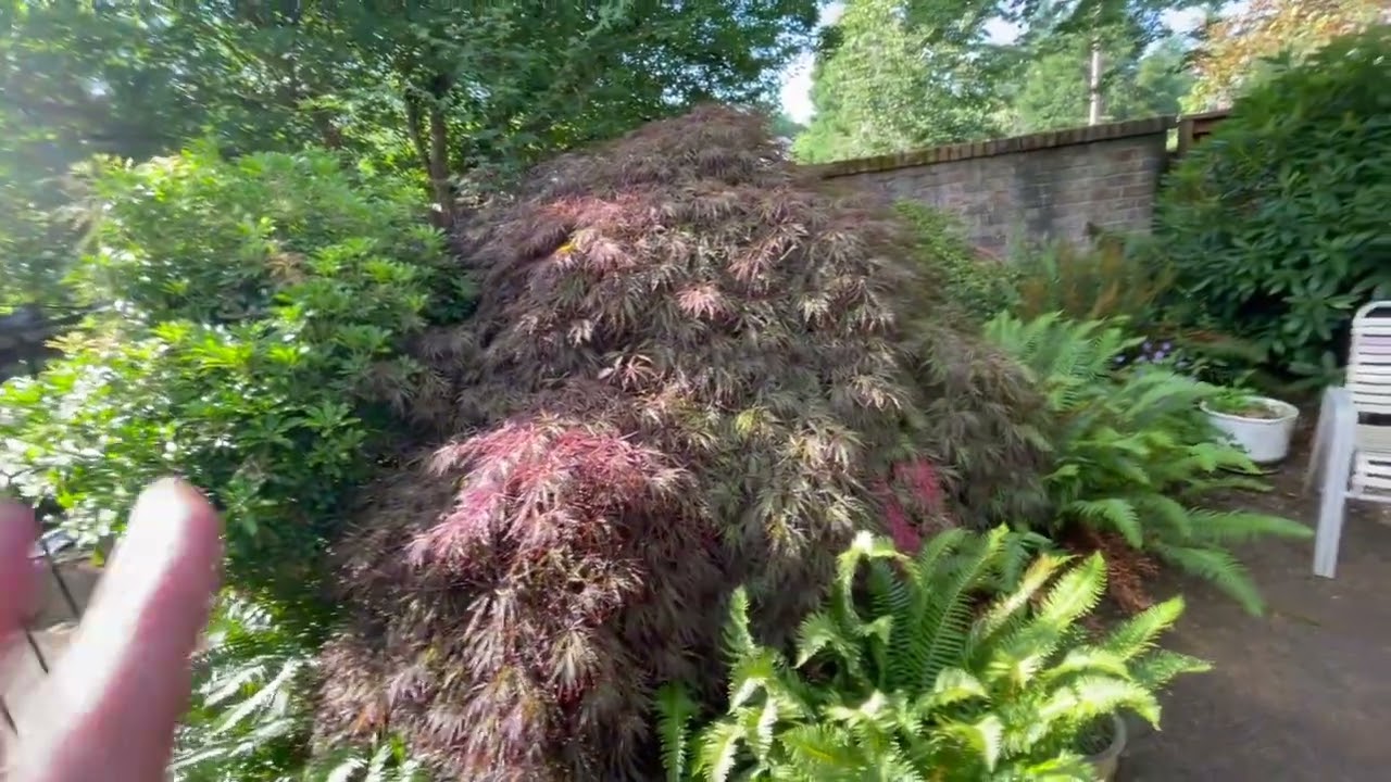 Restoring a Junglized Japanese-Style Courtyard Garden