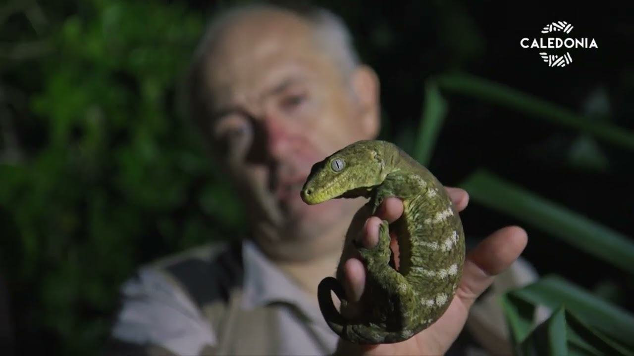 EMPREINTE - Trafic de la biodiversité : les geckos en danger !