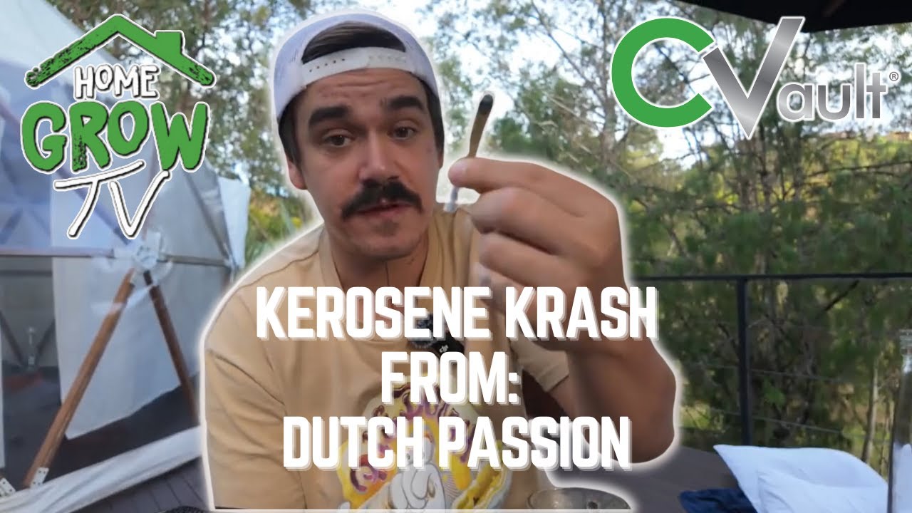 HomeGrowTV -Kerosene Krash by Dutch Passion SEED TO HARVEST -WORTH IT? #cannabiseducation #homegrown
