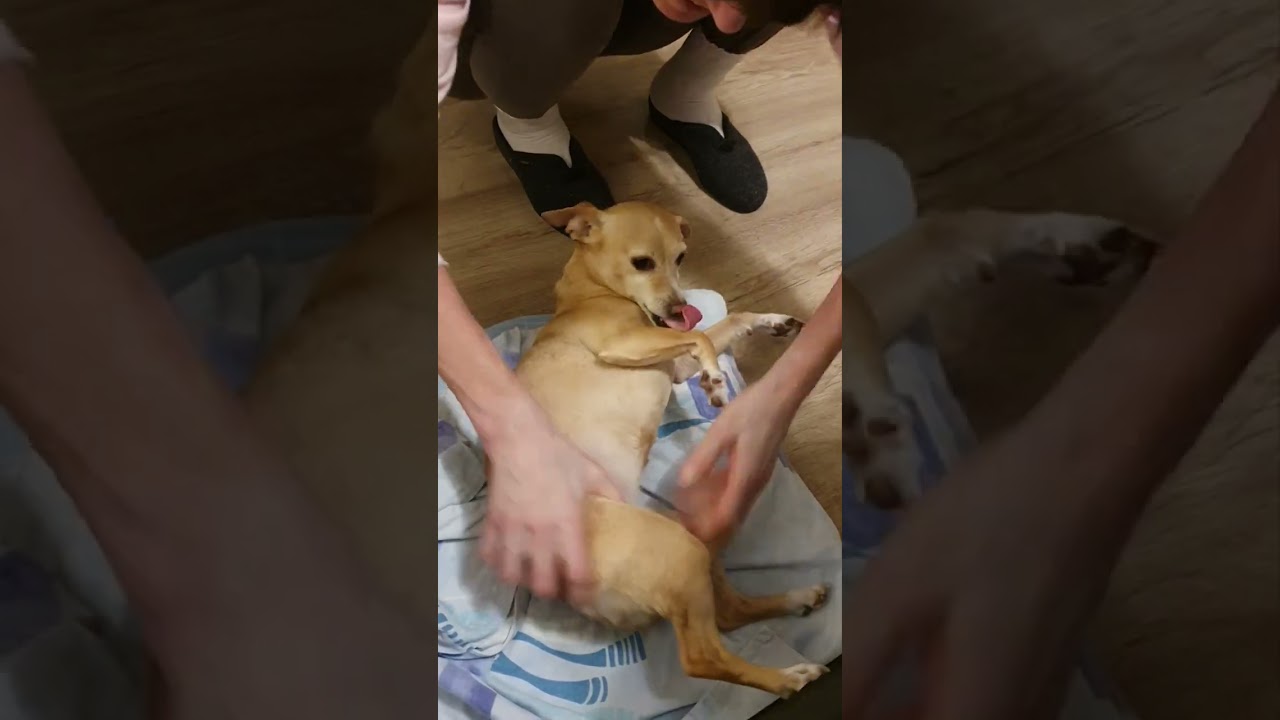  Funny dog massage and bite/Жартівний собанькін масаж та кусь #dog #doglife #dogs #dogvideos #собака