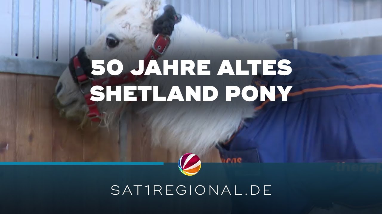 Shetland Pony „Biene“ aus Norderbrarup ist stolze 50 Jahre alt