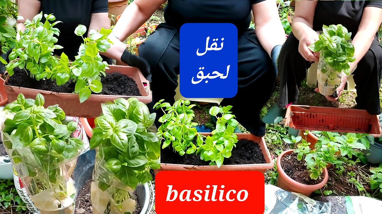 طريقة نقل نبات لحبق basilico  إلى اصيص اكبر 👀
