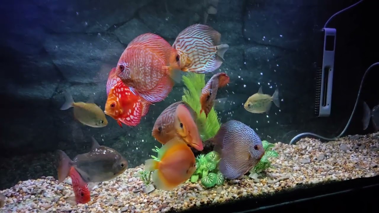 Hygger HG 182 Oxyblast Bubble Bar.