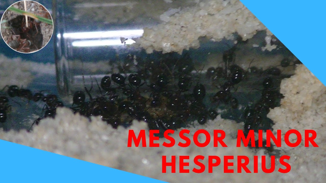 Pflegeleichte Messor ohne Winterruhe? | Messor minor hesperius Vorstellung / Haltungsinfos