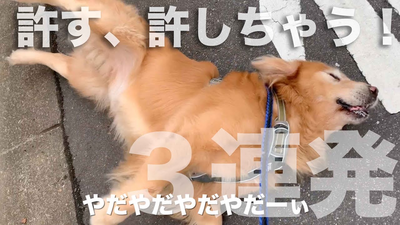 だだこねる40キロ級ゴールンレトリバーのハロさん