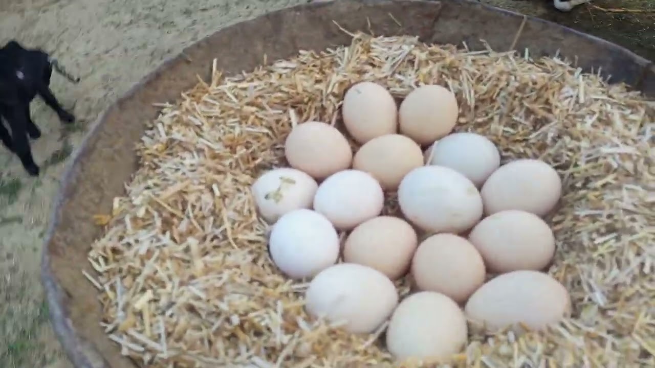 Good News Hamari Murgiyan Andon Par Baith Gai 🥚🐔 | Village Farm Vlog Pakistan