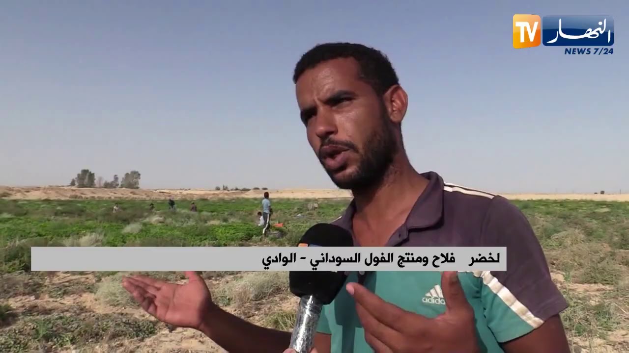 الوادي: الفول السوداني.. إنتاج وفير يقابله مشكل التسويق