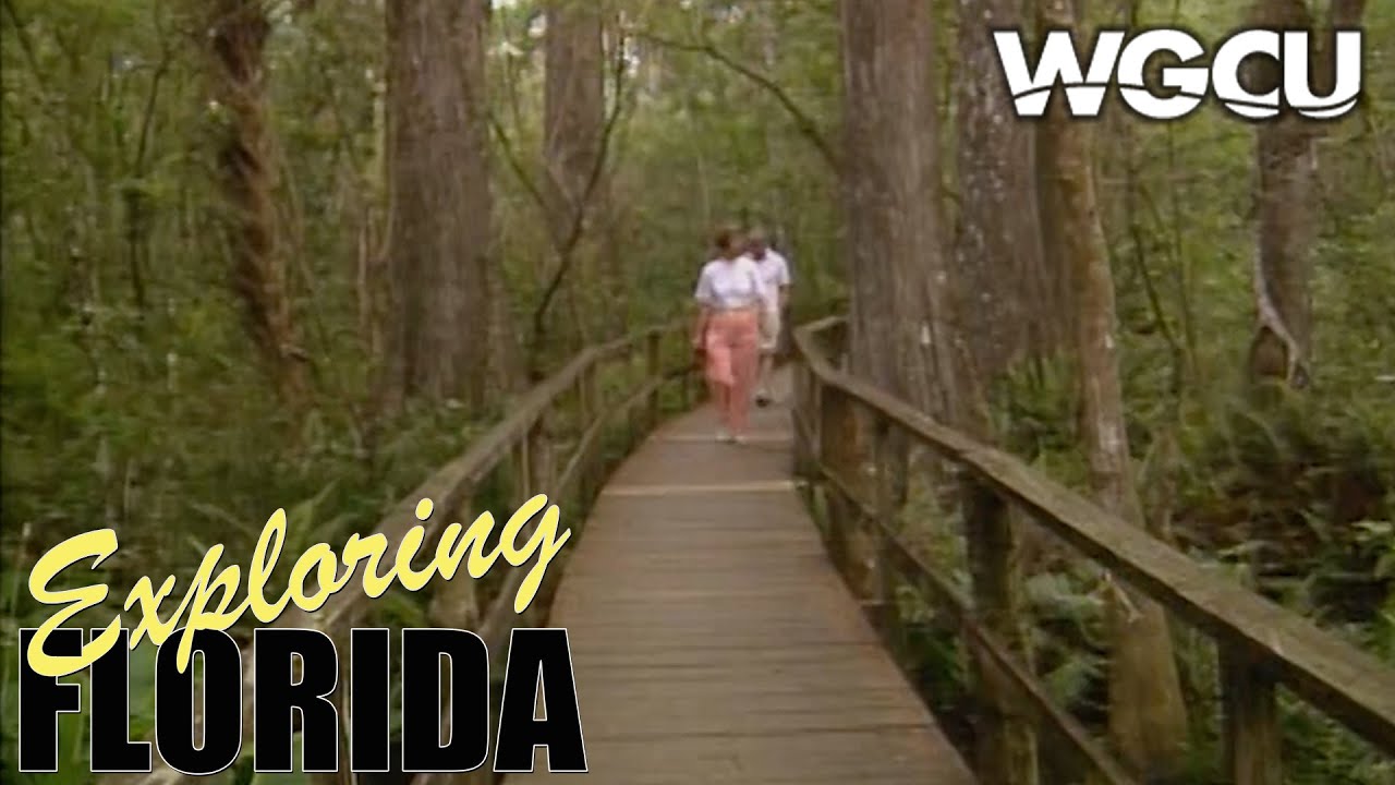 Заповедник «Винтовое болото» (Audobon Corkscrew Swamp Sanctuary) | Исследование Флориды | Винтажн...