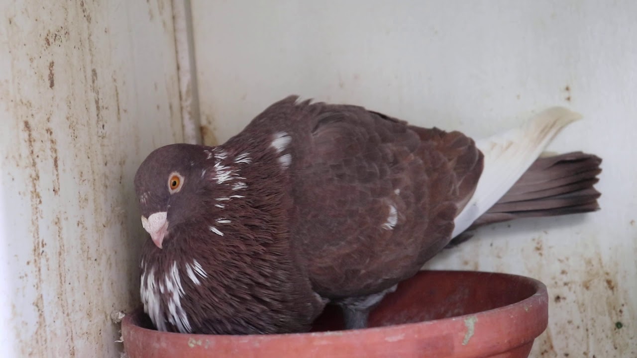 Palomas buchonas, mostrando mis palomas, PSL, FL.