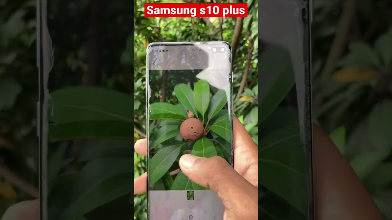 Samsung Galaxy S10 plus camera test #shoets #mobile