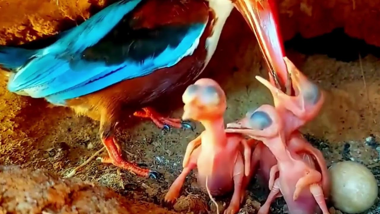 The growing appetite of three baby kingfishers