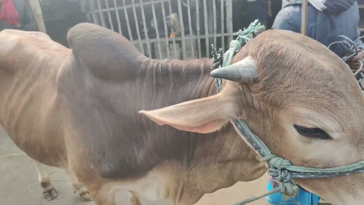 হাট সেরা কিছু  ফ্রিজিয়ান ষাঁড়  খামার উপযোগী দামদর আমবাড়ি হাট দিনাজপুর। 