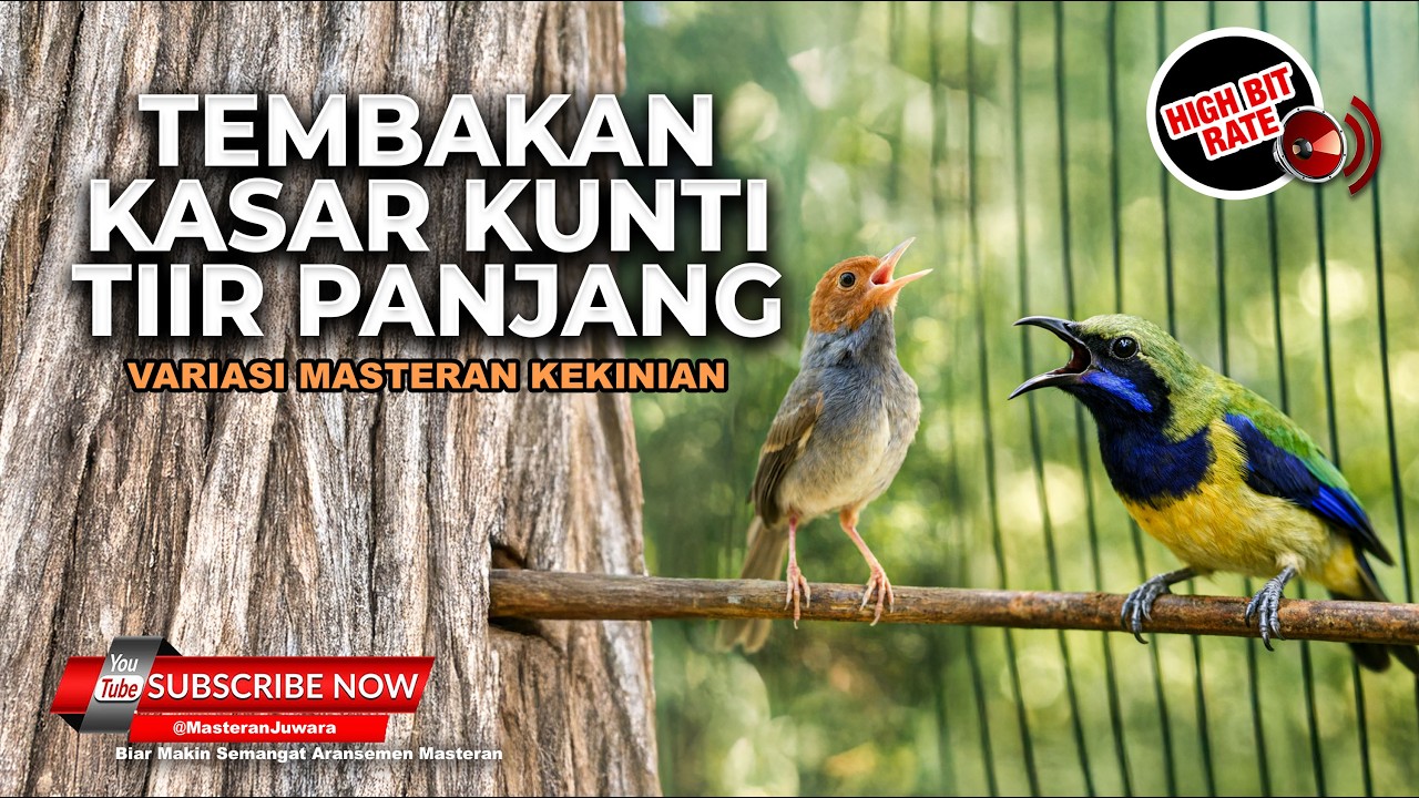 🔴 Live Cucak Cungkok Gacor Masteran Juwara Tembakan Kunti Panjang vs Prenjak Tir Gacor Panjang