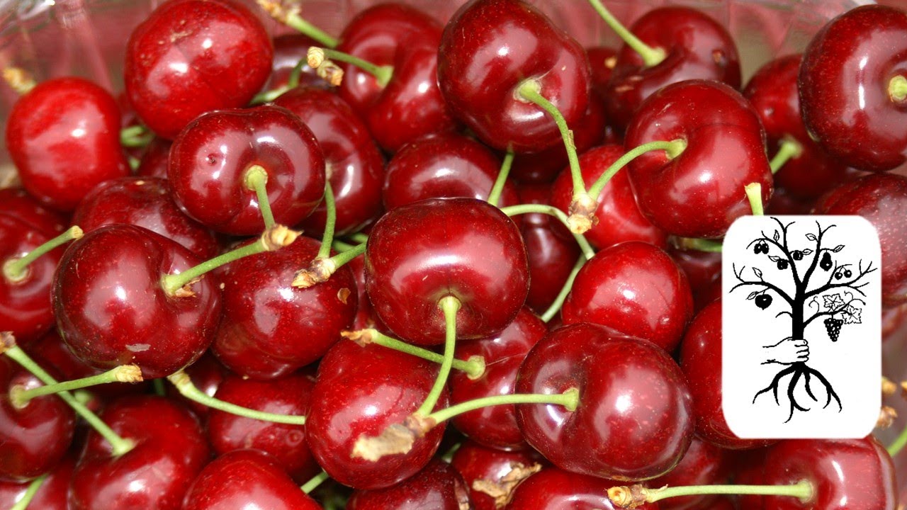 Super schlanken Kirschbaum schneiden - Kirschen Säulenbaum mit top Fruchtqualität