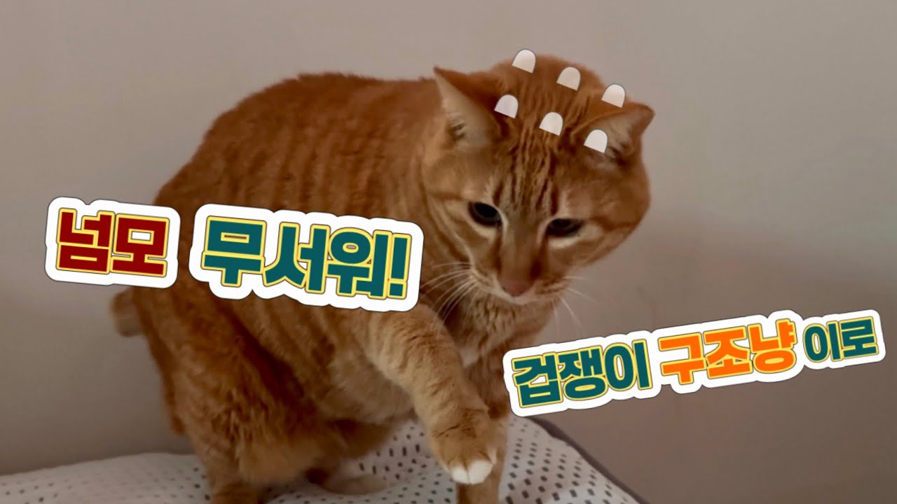 겁쟁이 구조냥이 이로… 고양이 인형 꼬리가 무서워_ My Rescue Cat Is Scared of a Fake Cat Tail