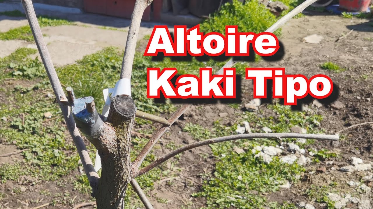 Altoirea simpla pe Kaki Jiro