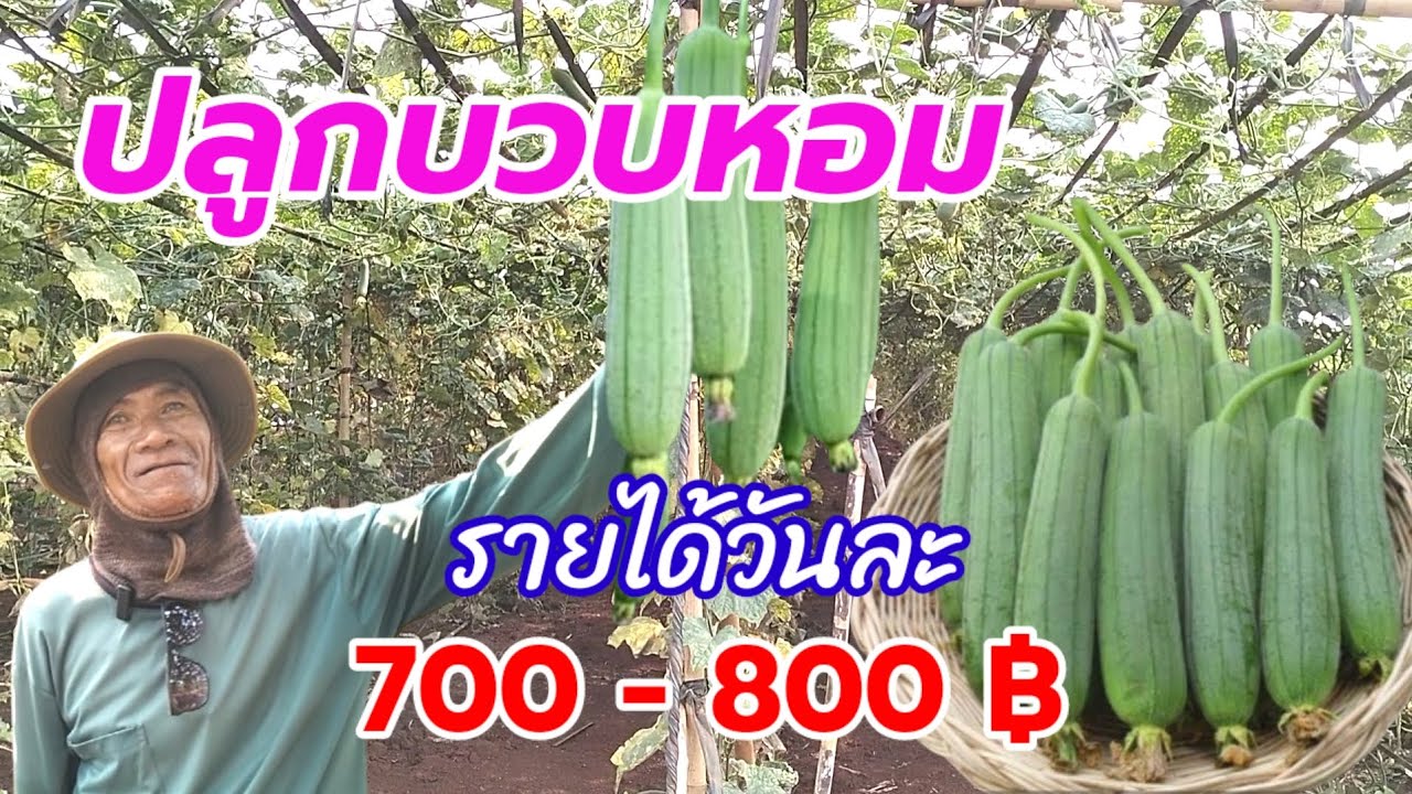 ปลูกบวบหอม มีรายได้วันละ 700-800 บาท