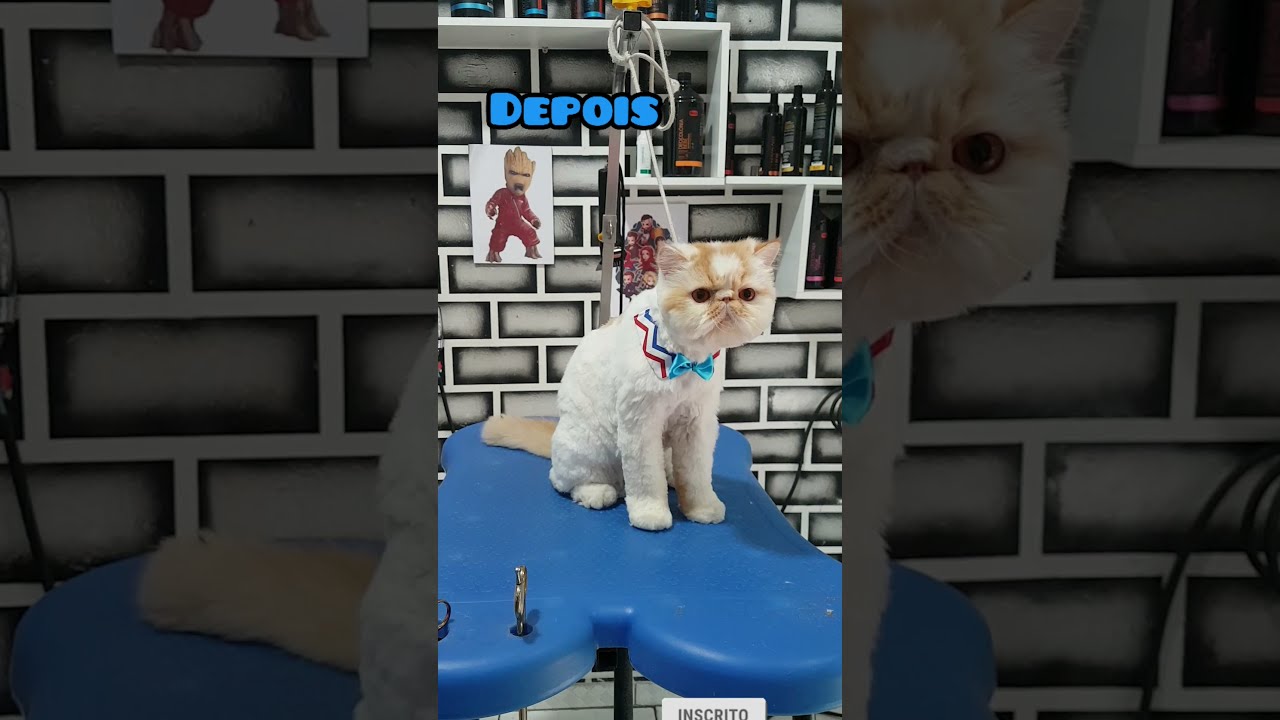 BANHO E TOSA NA TESOURA EM GATO #PERSA | ANTES E DEPOIS