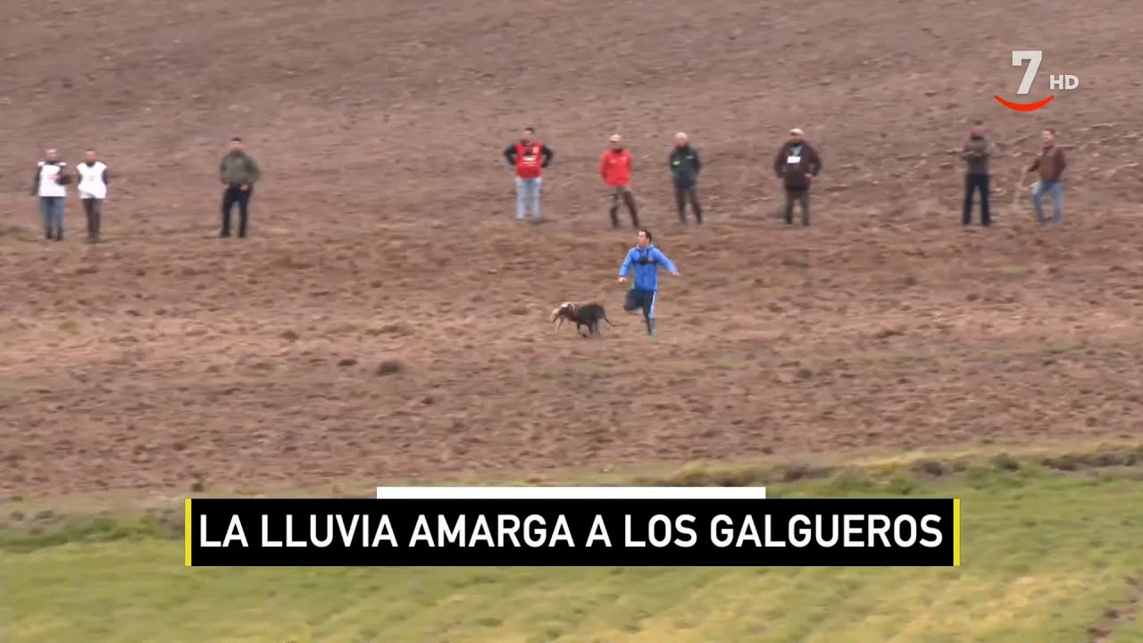 ECAD (15/01/2024) Sin fecha para reanudar el Campeonato de España de Galgos suspendido por la lluvia