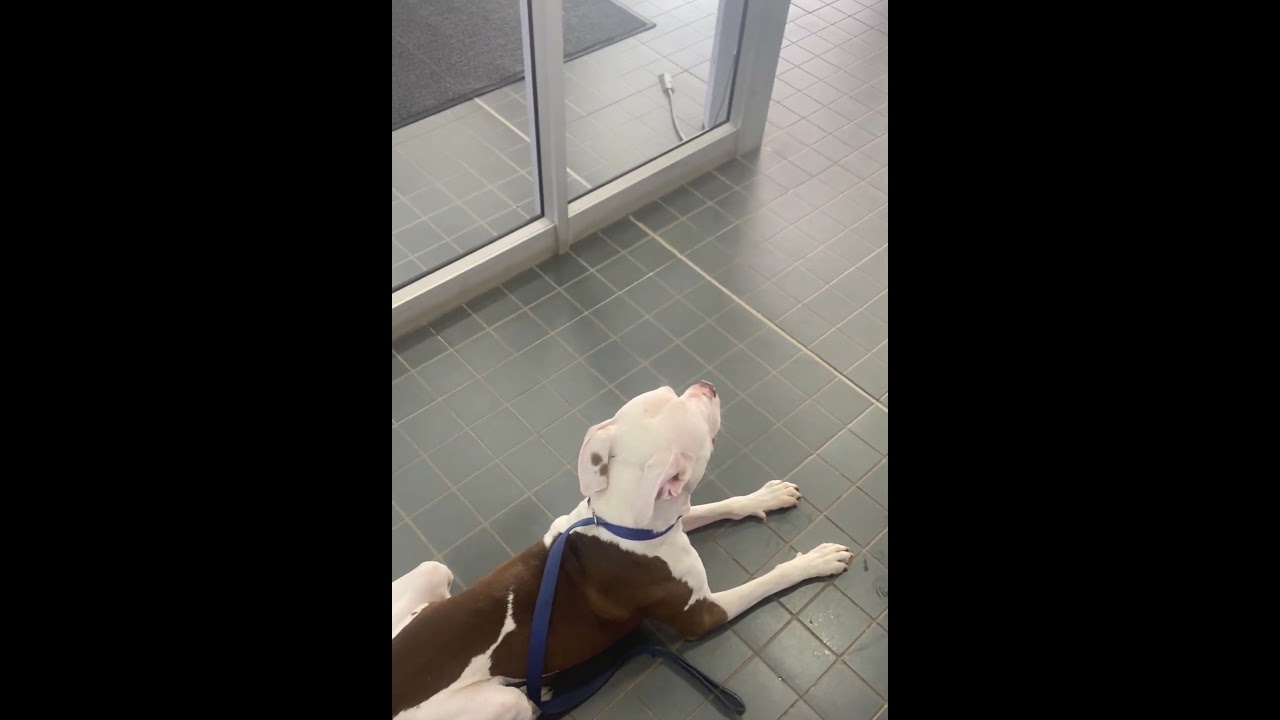 Steel Locked In at the ATM | Guard dog training |Steel the American Pit Bull Terrier