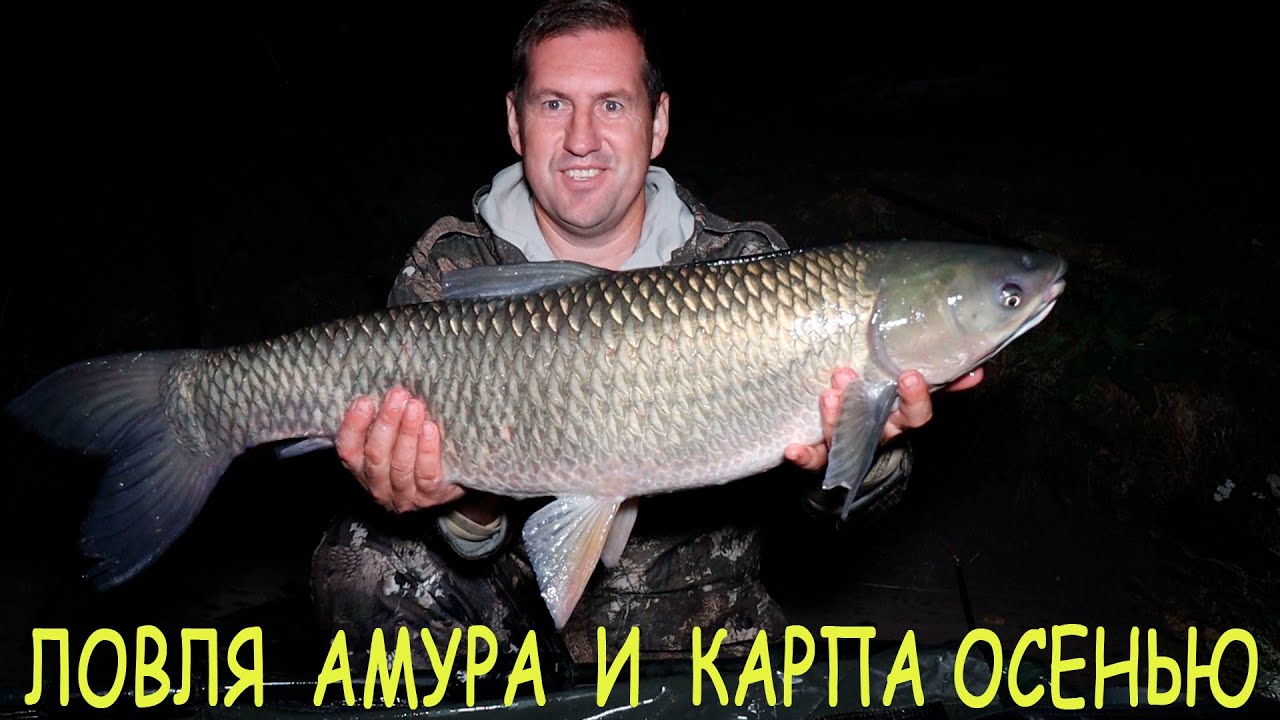 Ловля амура и карпа в сентябре. Тестирую бойлы