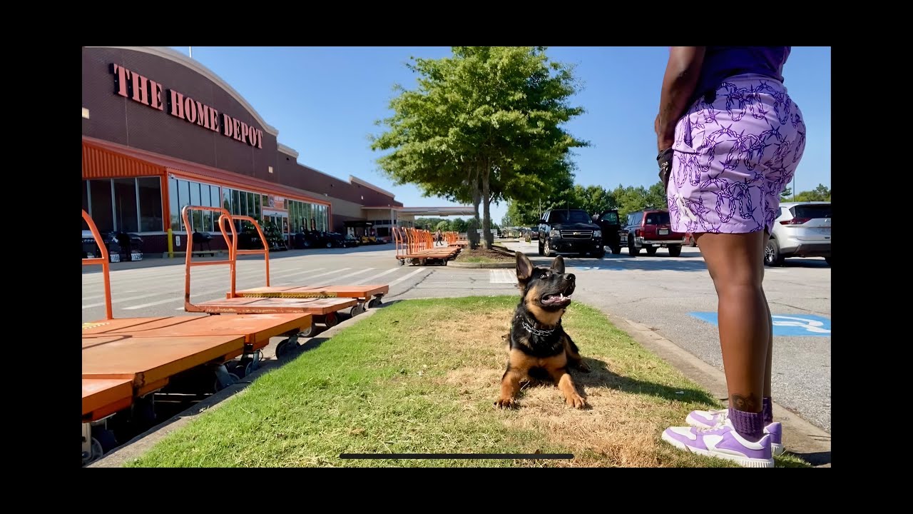 One Week of Training - Highlights _ Bravo _ 6 Month Old _ German Shepherd Puppy