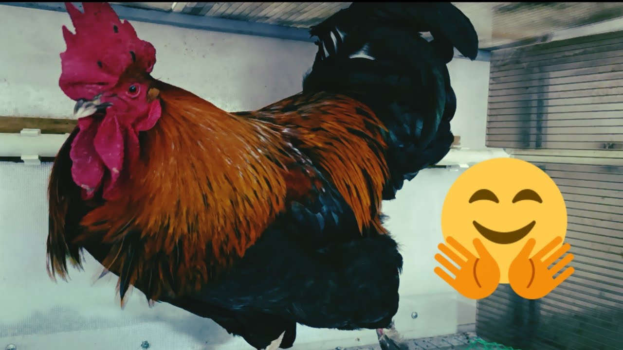 Привезла нового петуха🐓🤗