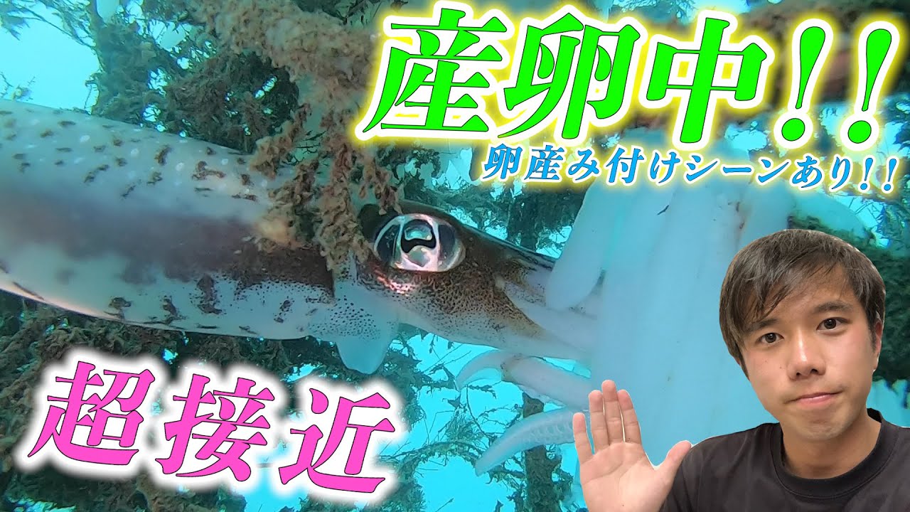 アオリイカの産卵がド迫力！卵がどっさり大量に！？ヘラヤガラも登場♪