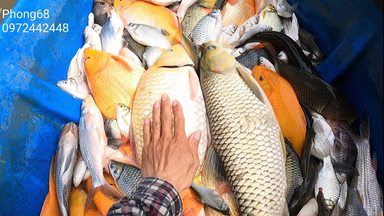 56f chích vợt // Phong68