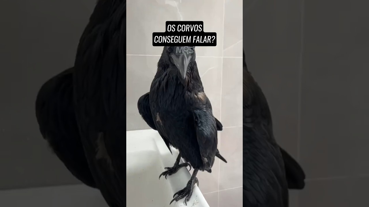 Voc&ecirc; sabia que os Corvos CONSEGUEM FALAR? #soulmarcossilva #corvo #corvofalando #animais #curioso