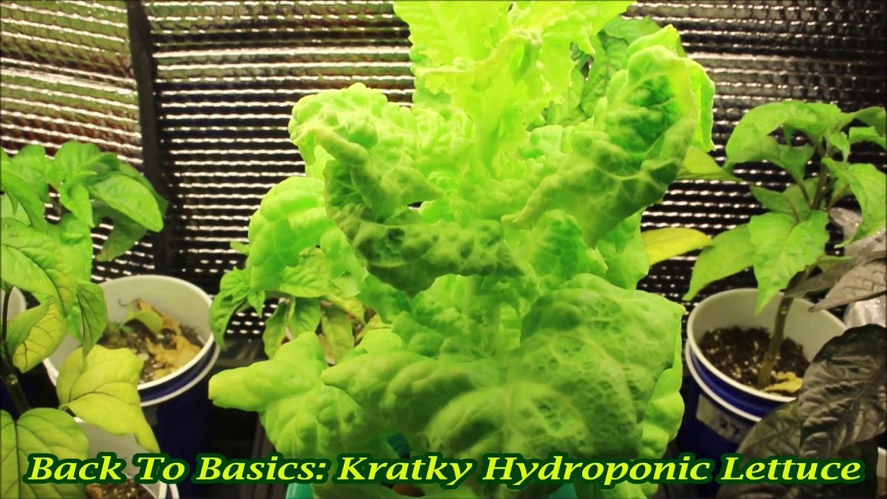 Kratky Hydroponic Lettuce
