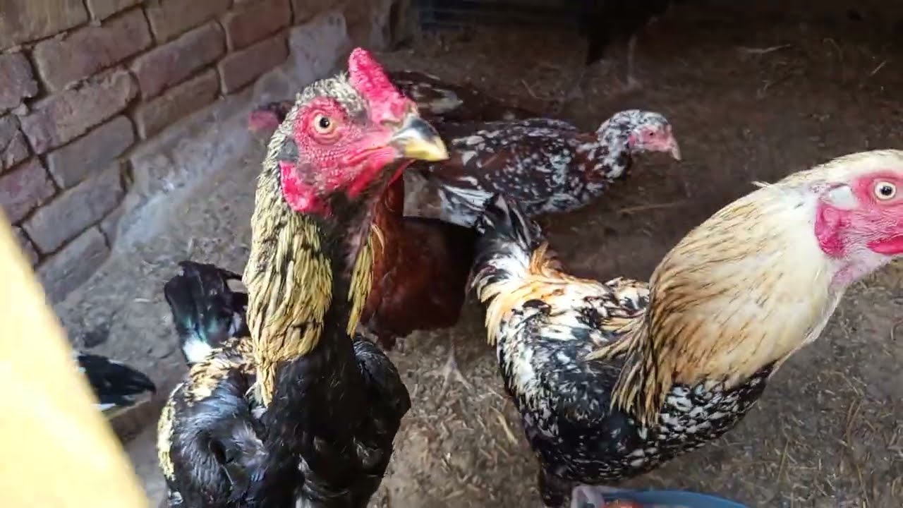 Aseel k Andy for sale zaheerfancybird@gmail.com