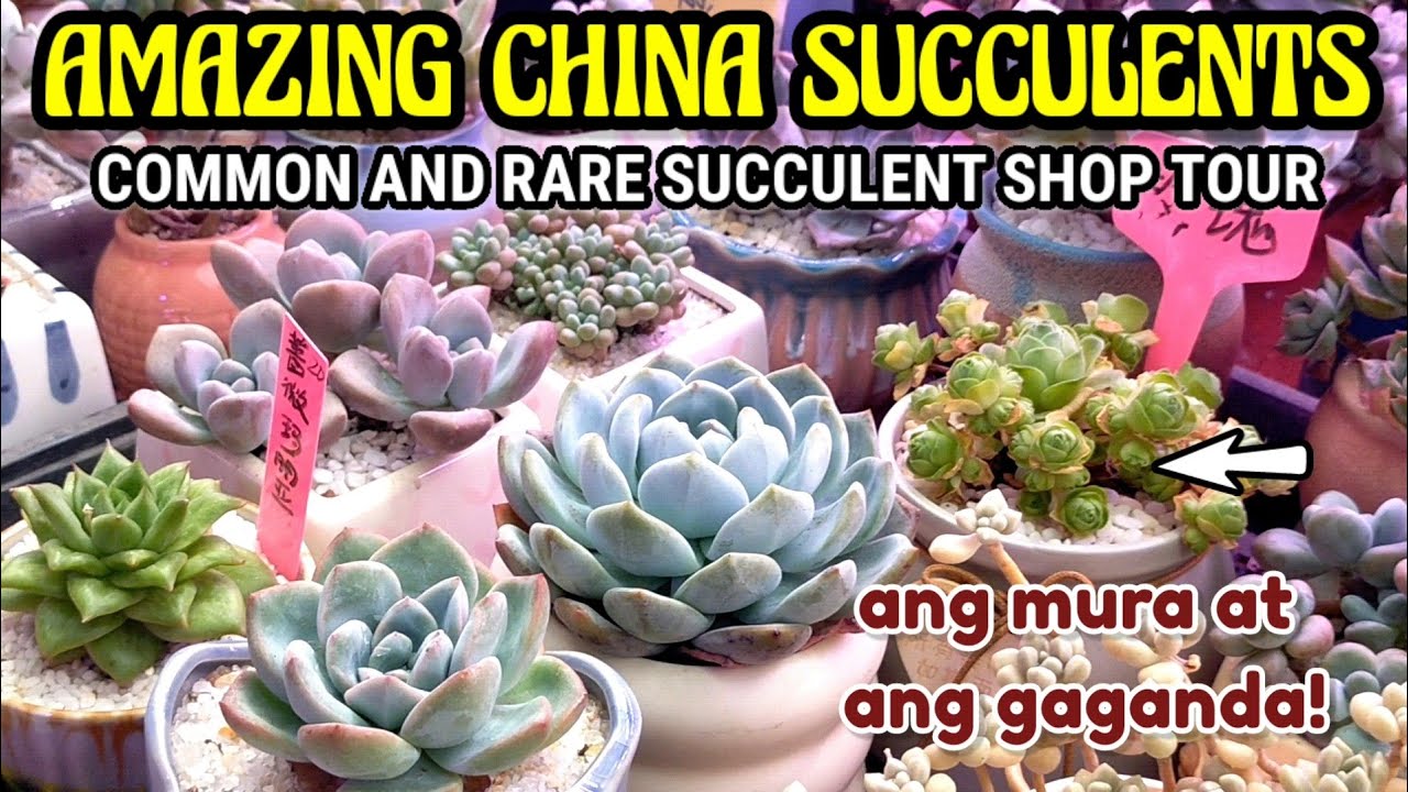 SUCCULENT SHOP TOUR AND SUCCULENT SHOPPING IN CHINA || Buy all you want sa dami ng magaganda!