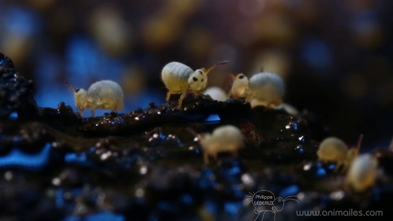 Collemboles Sminthurides Aquaticus