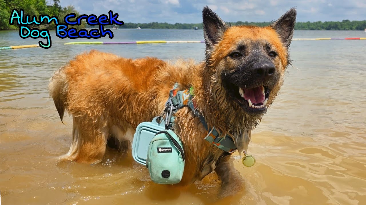 Dogs Fun Day at the Alum Creek Dog Beach