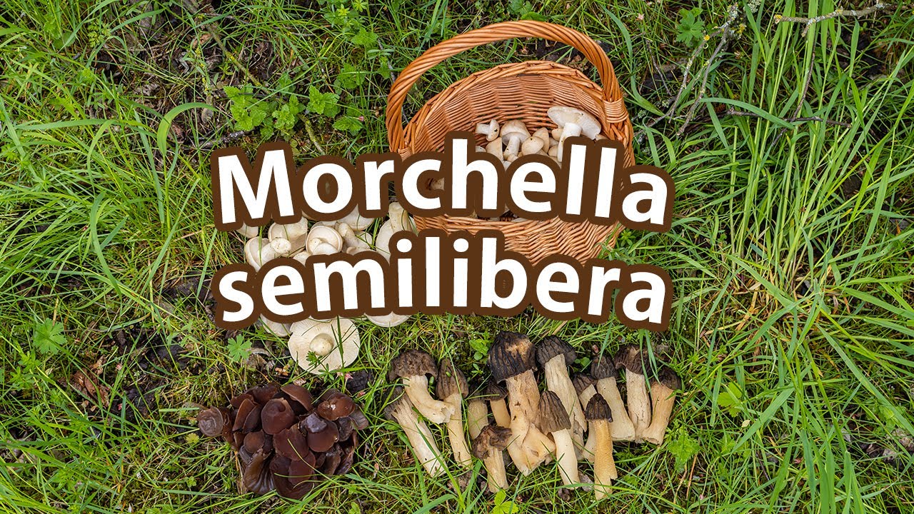 Mushroom Foraging - May 16th 2021 - Half-free morels | Morchella semilibera