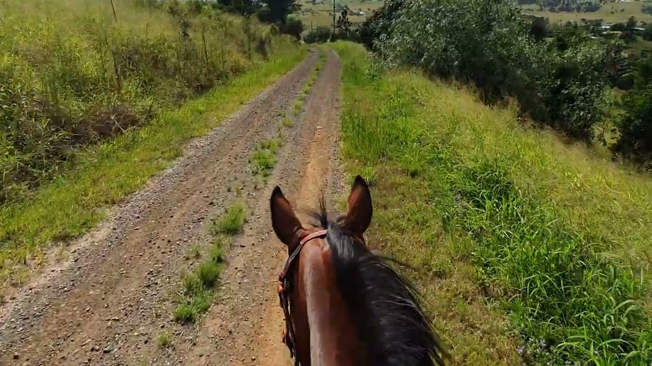 Rhythmic horses hoofbeats country road, scenery. #Pacer #horse  #standardbred #asmrvideo #asmrsound 