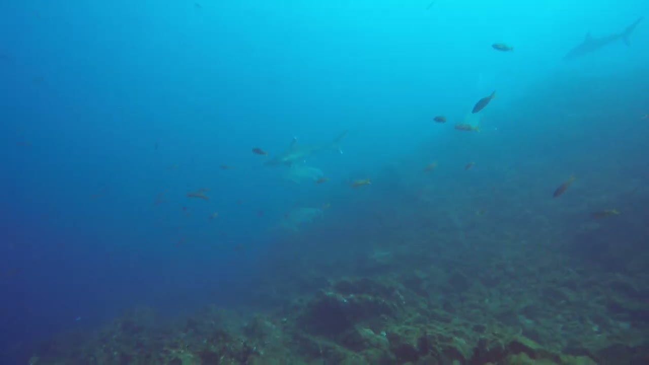 Marius Zabinski  GALAPAGOS sharks