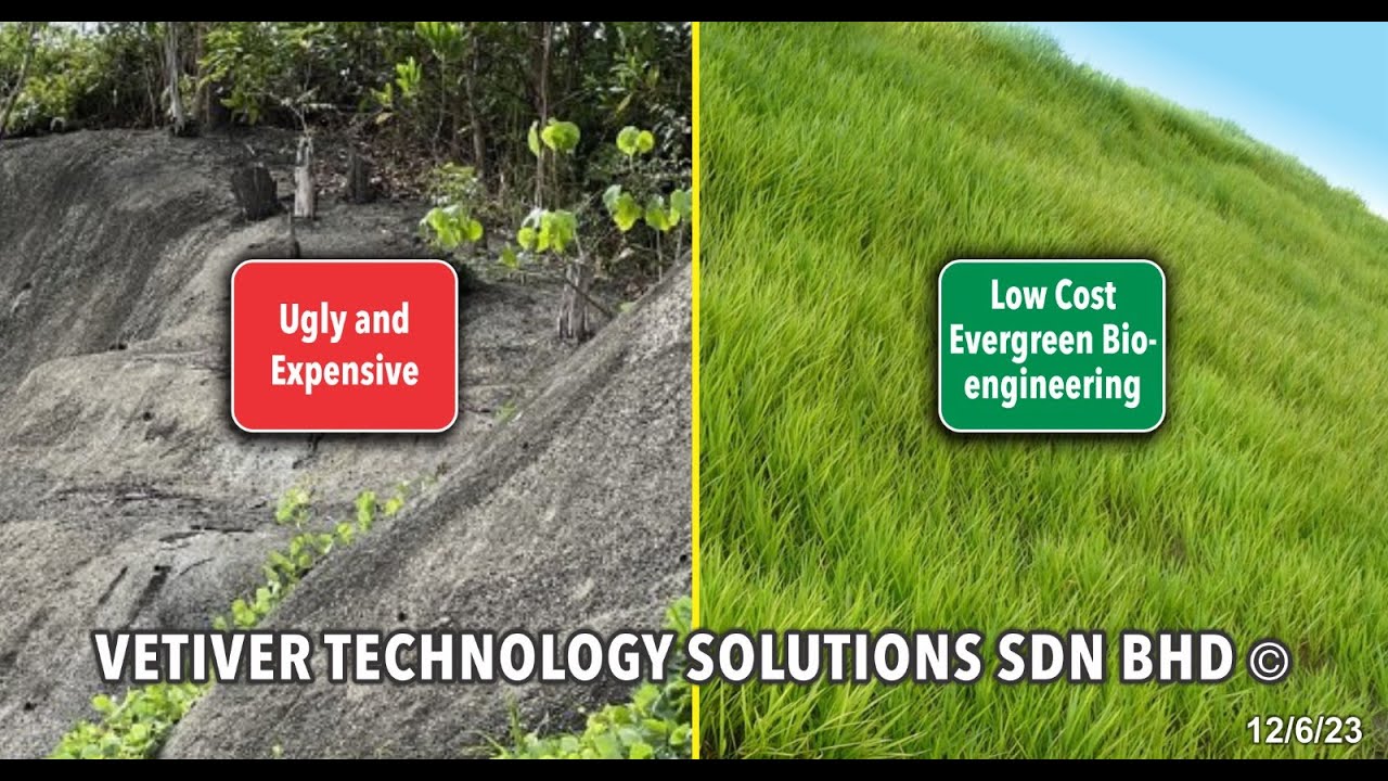 Steep Slope Landslide Recovery Update: Vetiver Grass Shows Great Success with Vetiver Technology