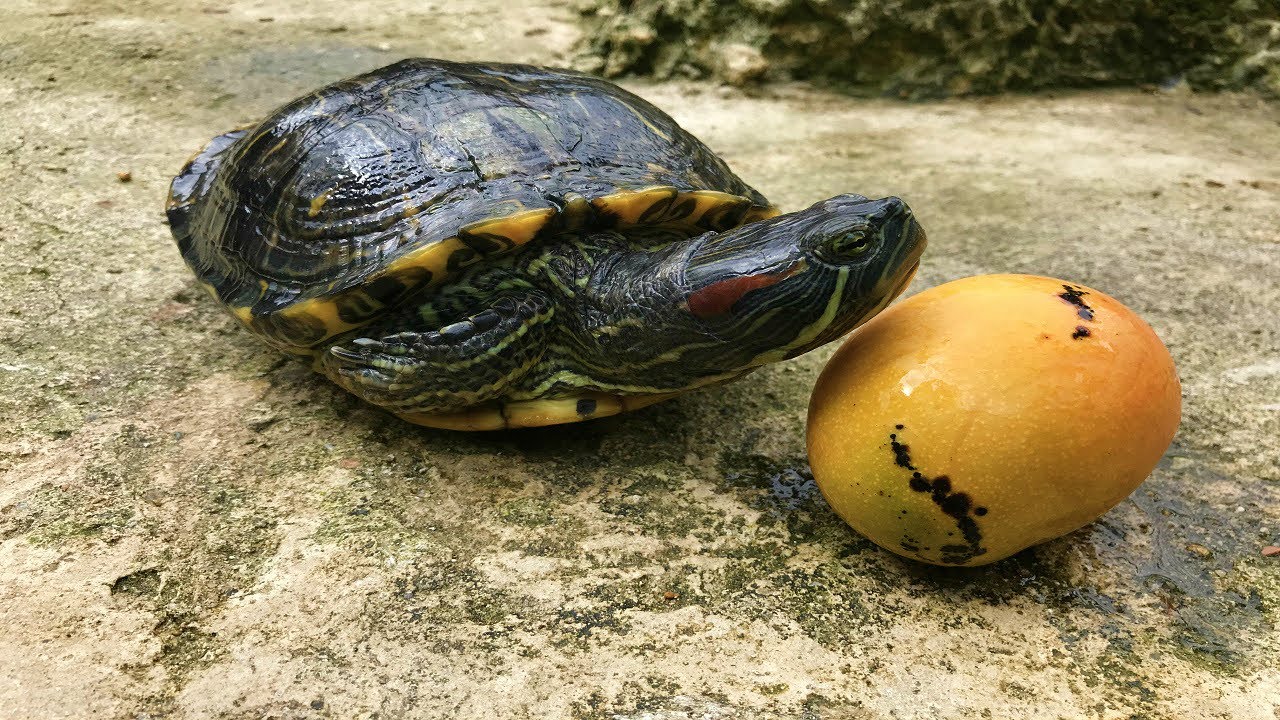 las 6 tortugas más extrañas del criadero