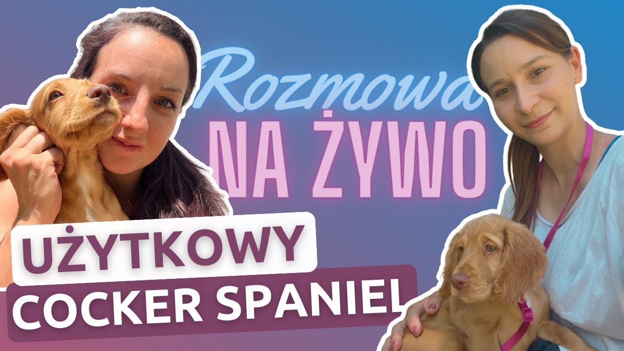 Świadomy wyb&oacute;r psa - Working Cocker Spaniel | Rozmowy na żywo #1