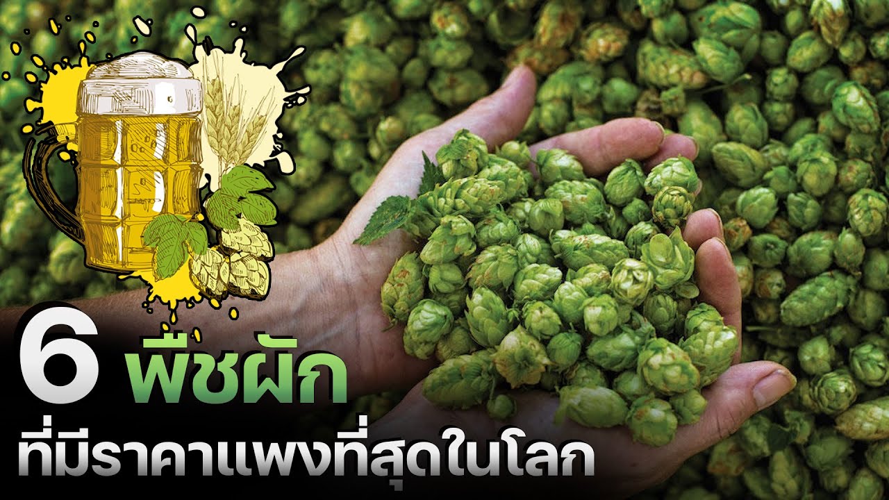 6 พืชผักที่มีราคาแพงที่สุดในโลก
