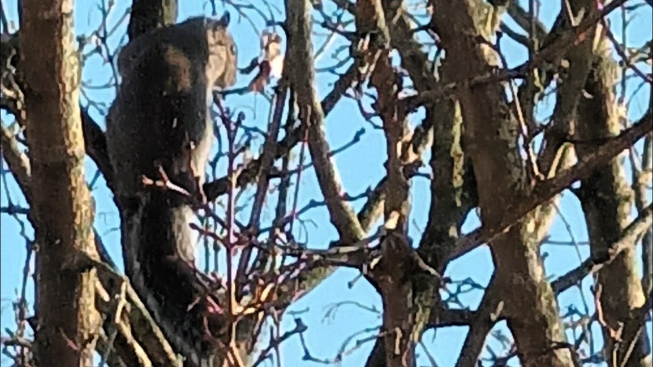 Squirrel Eating Seeds
