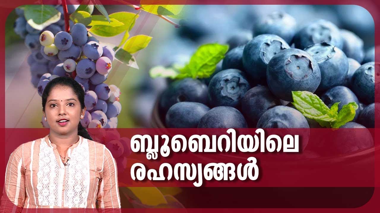 ബ്ലൂബെറിയിലെ രഹസ്യങ്ങൾ | Reason Behind Blueberry Color