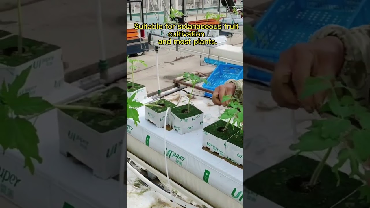 Transplanting Tomatoes using rockwool cubes