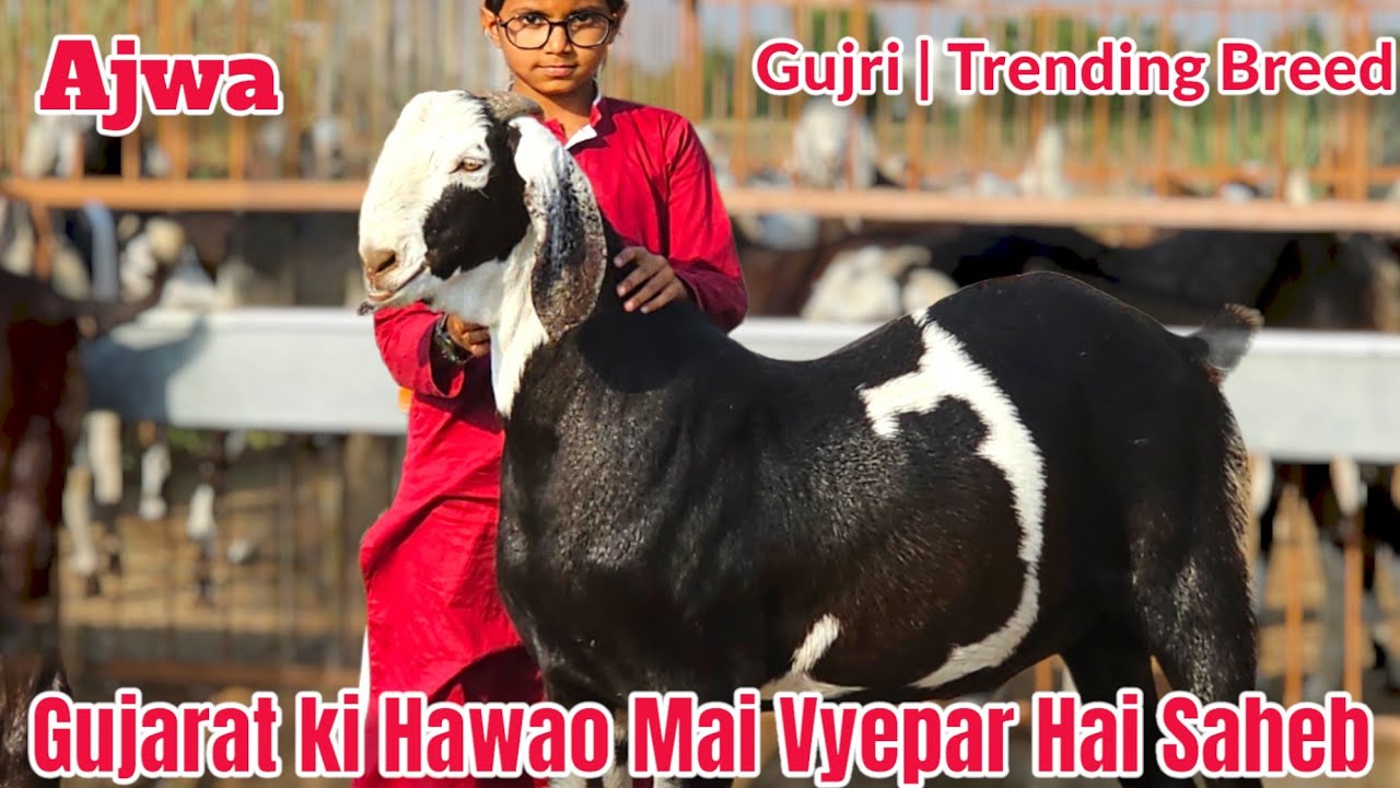 AJWA GOAT FARM | TRENDING BREED QUALITY  GUJRI  | MOLIPUR | VADNAGAR | GUJRAT | BOOKING START